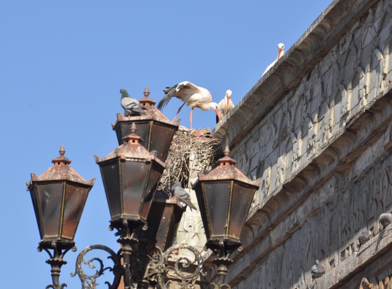 Storks on the city wall.JPG